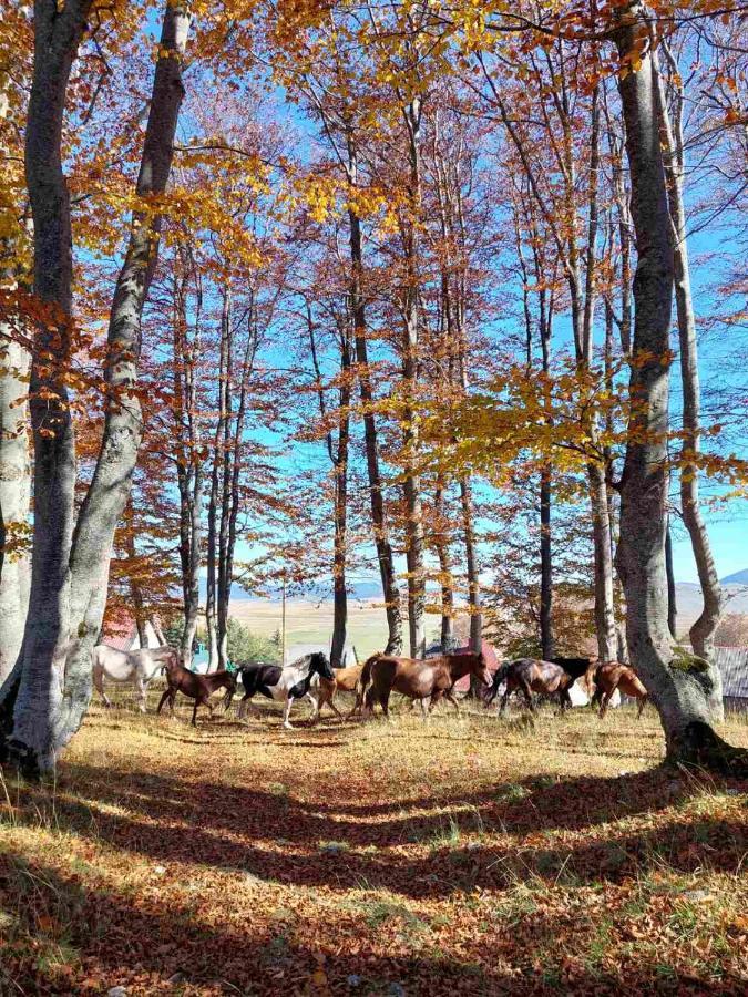 Blackberry House Zabljak ภายนอก รูปภาพ